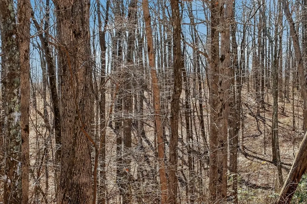 573AC Daus Mountain Road Palmer TN 38365
