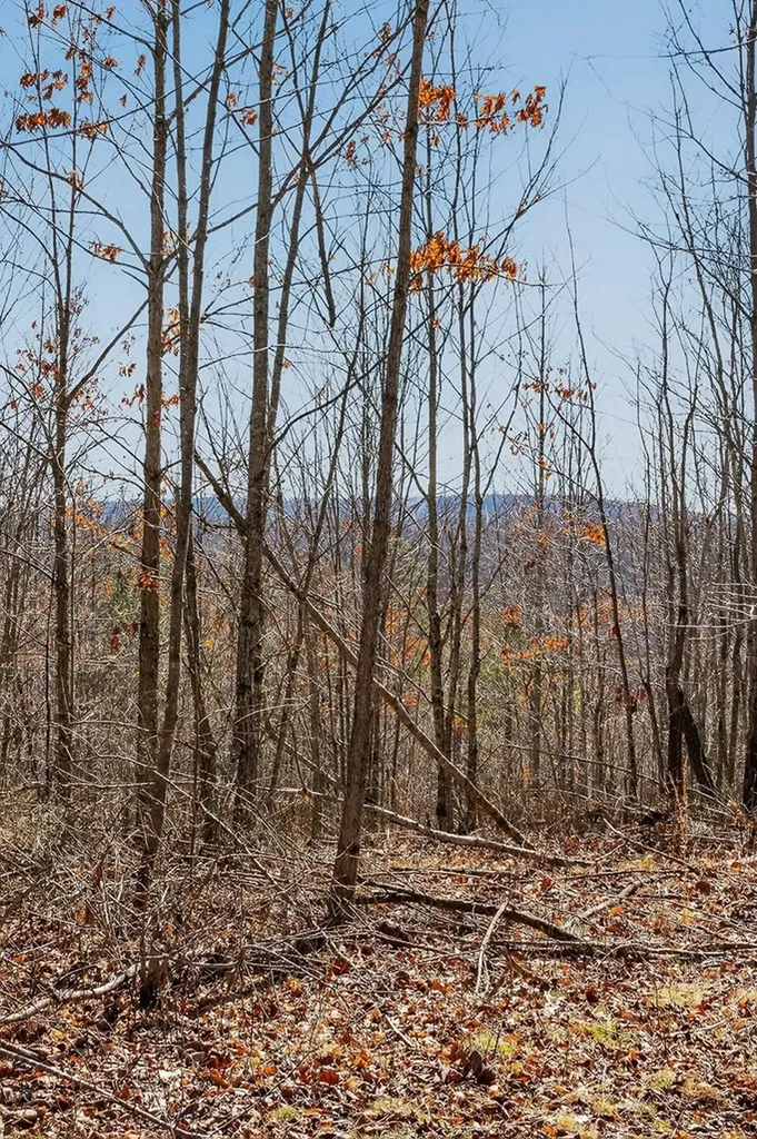 573AC Daus Mountain Road Palmer TN 38365