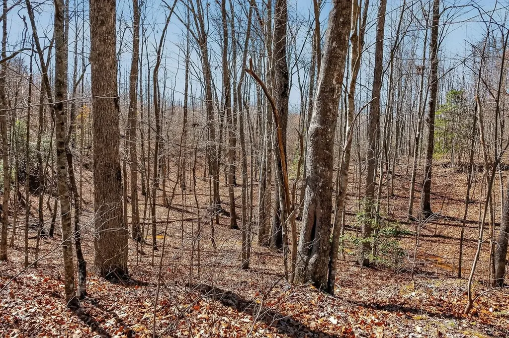 573AC Daus Mountain Road Palmer TN 38365