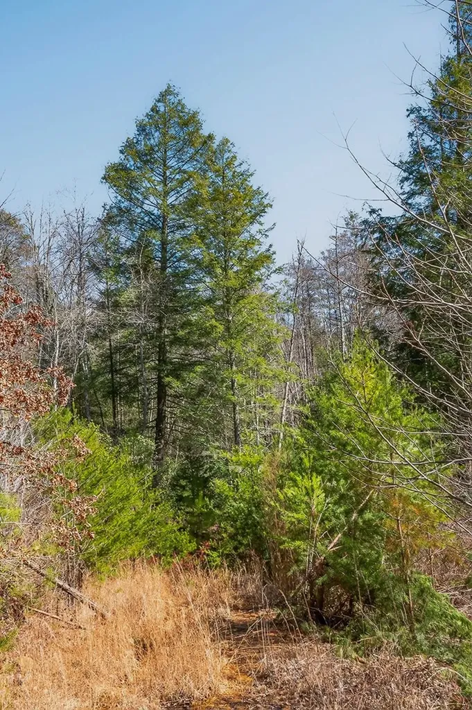 573AC Daus Mountain Road Palmer TN 38365