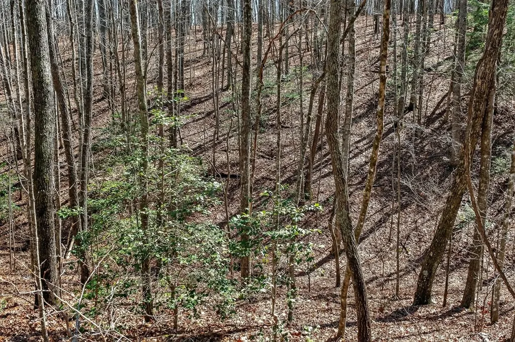 573AC Daus Mountain Road Palmer TN 38365