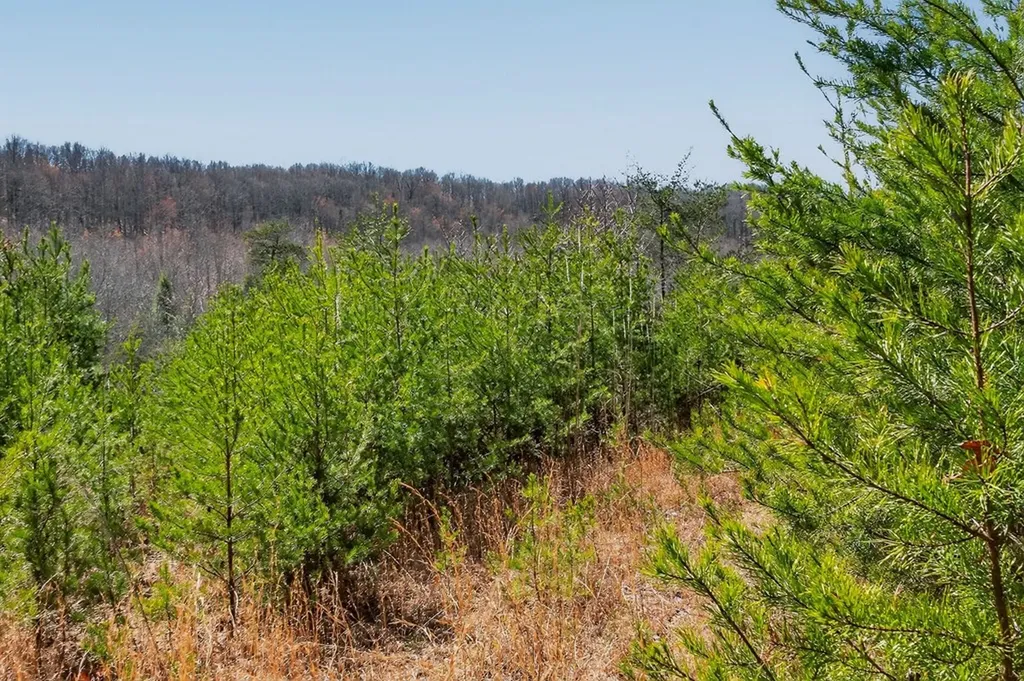 573AC Daus Mountain Road Palmer TN 38365