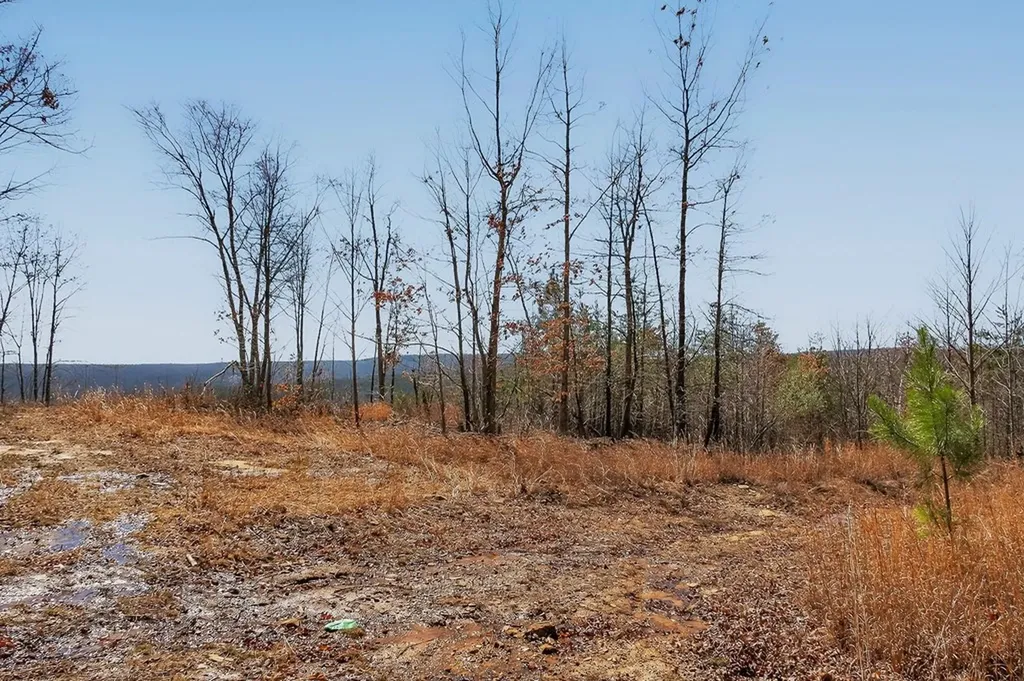 573AC Daus Mountain Road Palmer TN 38365