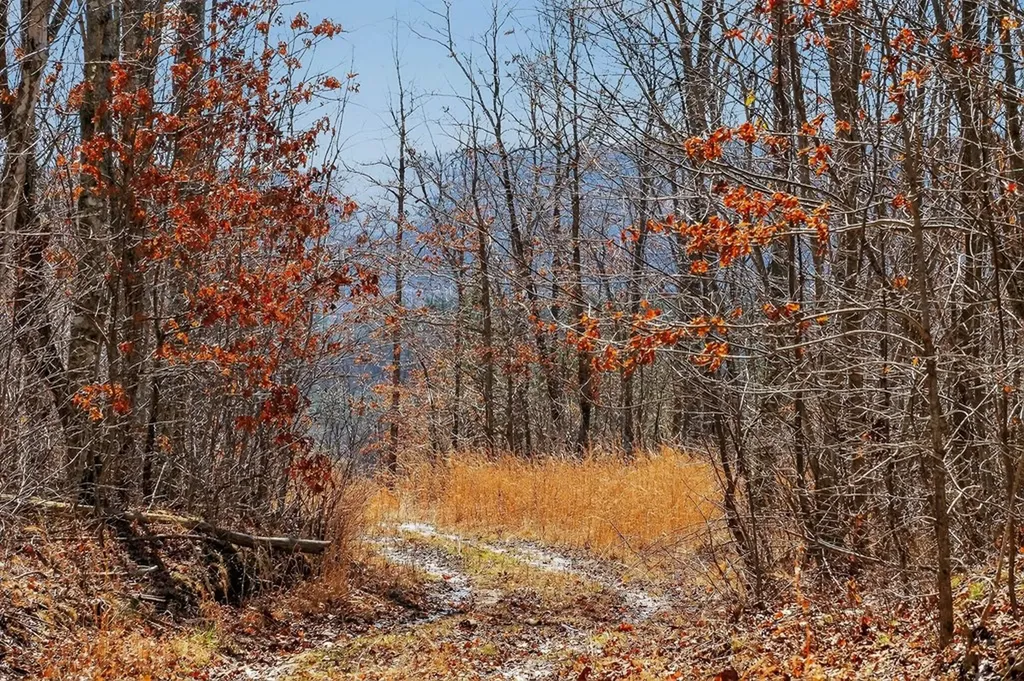 573AC Daus Mountain Road Palmer TN 38365