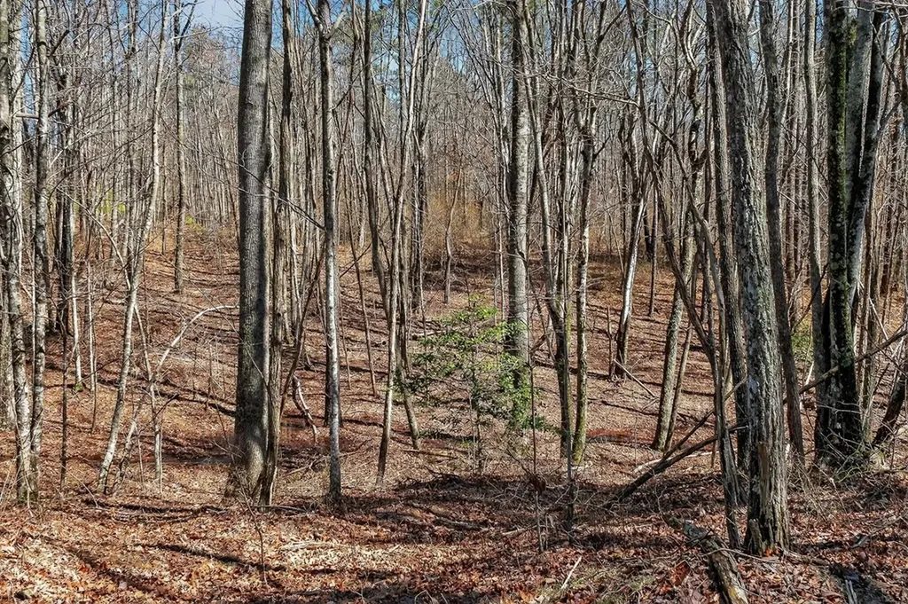 573AC Daus Mountain Road Palmer TN 38365