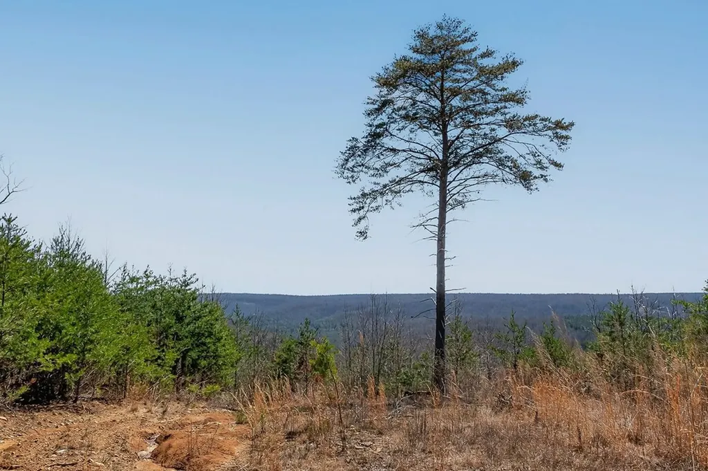 573AC Daus Mountain Road Palmer TN 38365