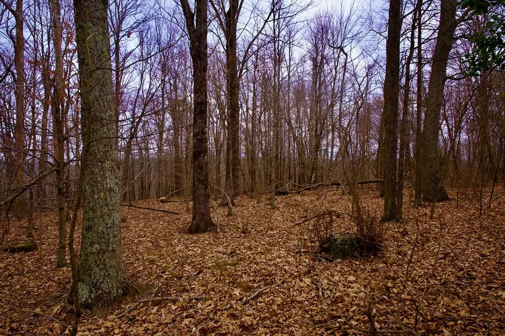 13.72AC Madewell Road Spencer TN 38585
