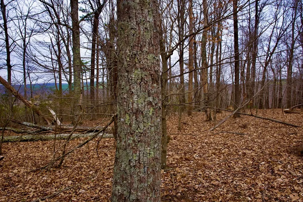 13.72AC Madewell Road Spencer TN 38585
