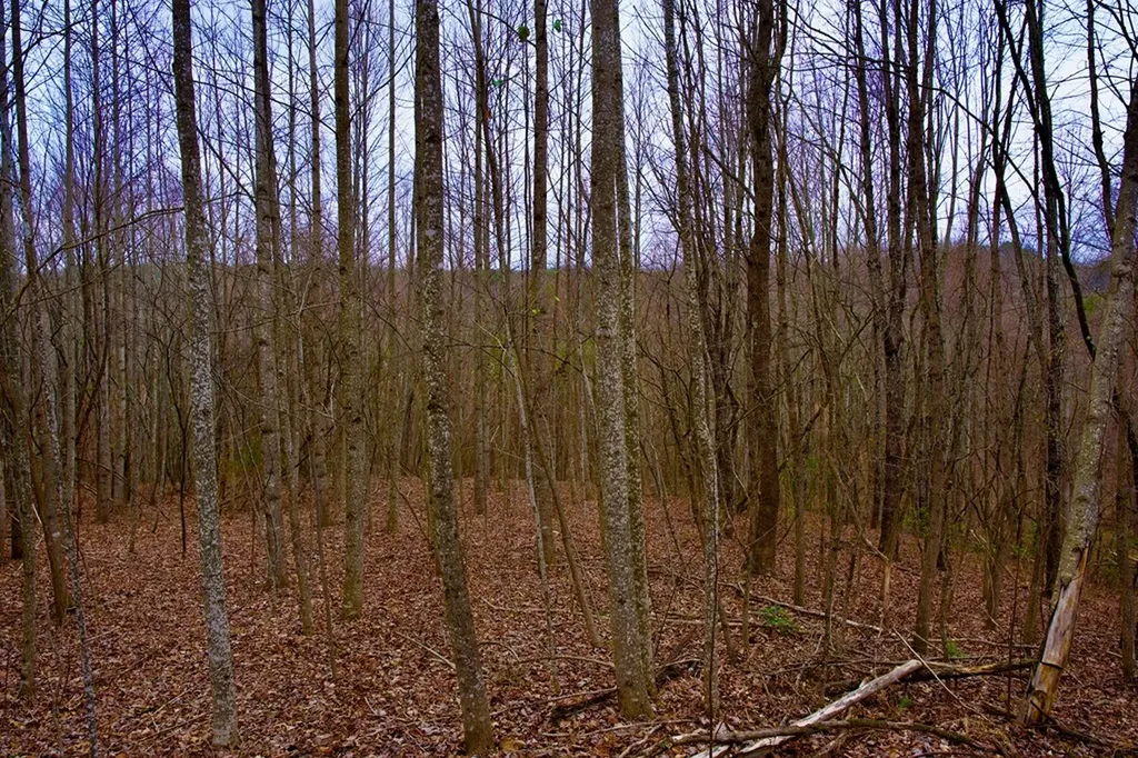 13.72AC Madewell Road Spencer TN 38585