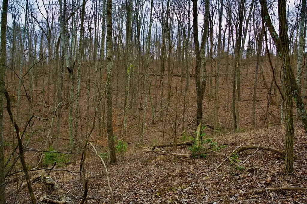 13.72AC Madewell Road Spencer TN 38585