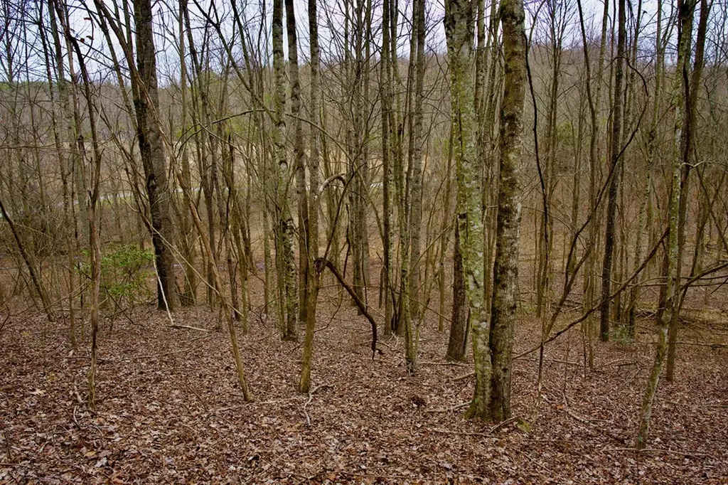 13.72AC Madewell Road Spencer TN 38585