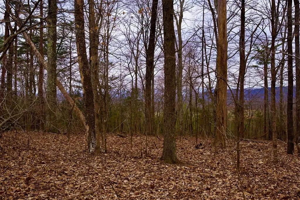13.72AC Madewell Road Spencer TN 38585