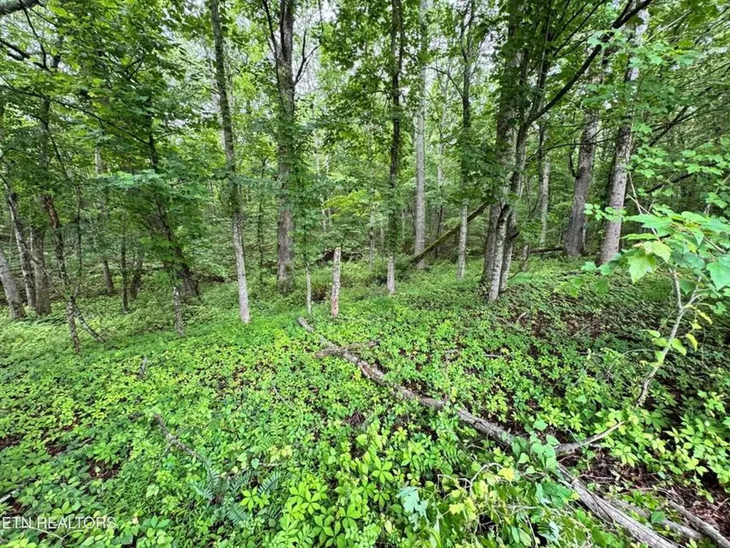1759 Meister Hills Road Deer Lodge TN 37726