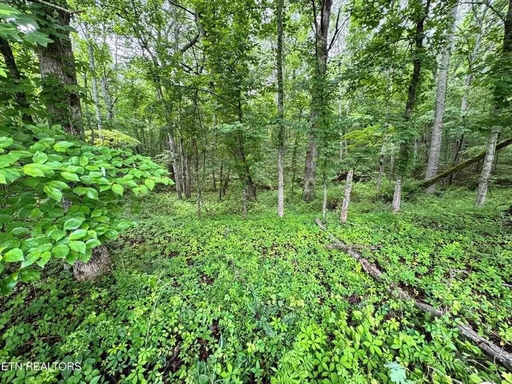 1759 Meister Hills Road Deer Lodge TN 37726