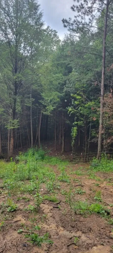 150 Acre Prong Of Clear Fork Jamestown TN 38566