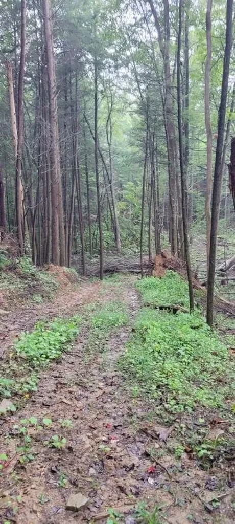 150 Acre Prong Of Clear Fork Jamestown TN 38566
