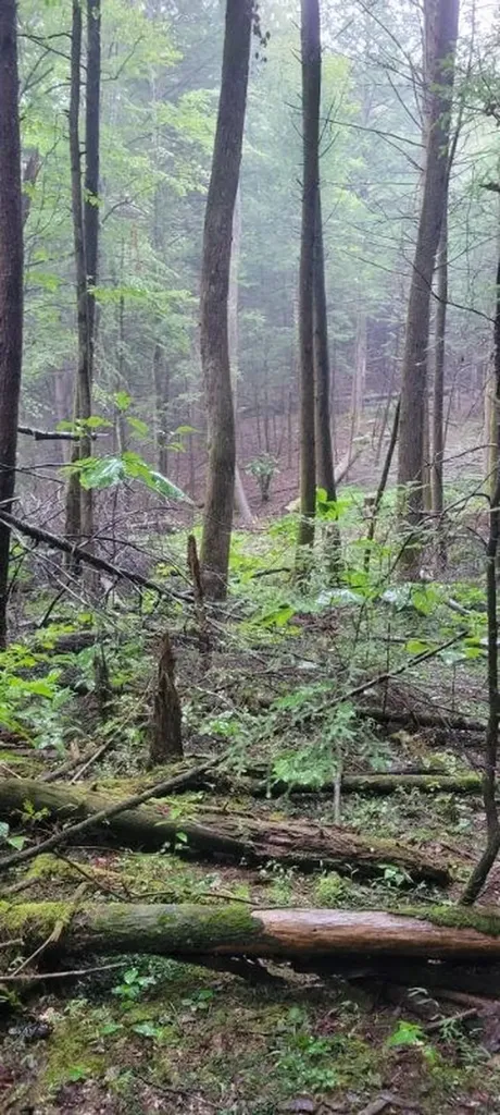 150 Acre Prong Of Clear Fork Jamestown TN 38566
