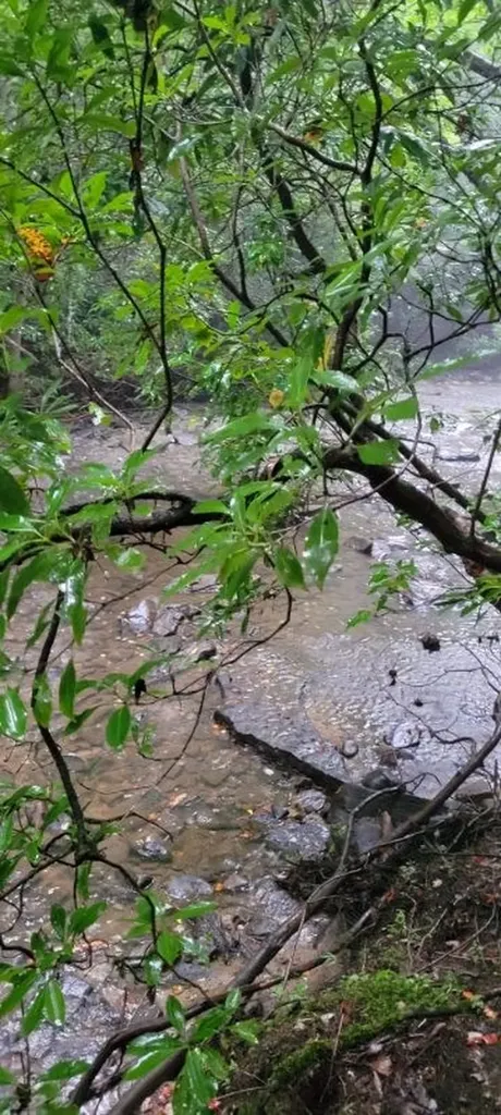 150 Acre Prong Of Clear Fork Jamestown TN 38566