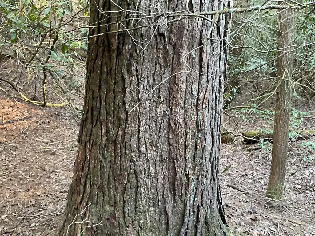 Tract 2 Pine Breeze Monterey TN 38574