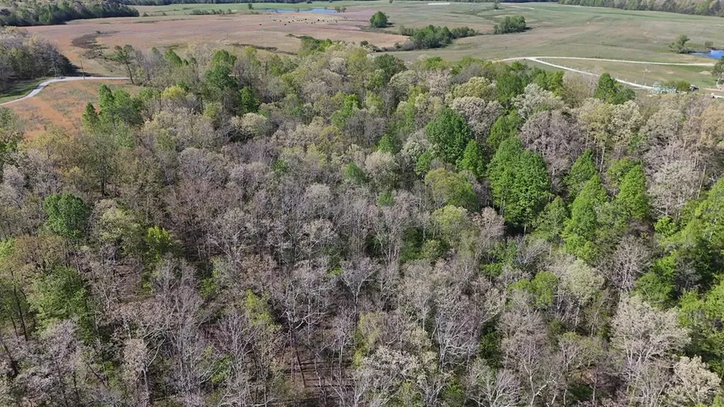 7.08AC Hollow Creek Lane Clarkrange TN 38553