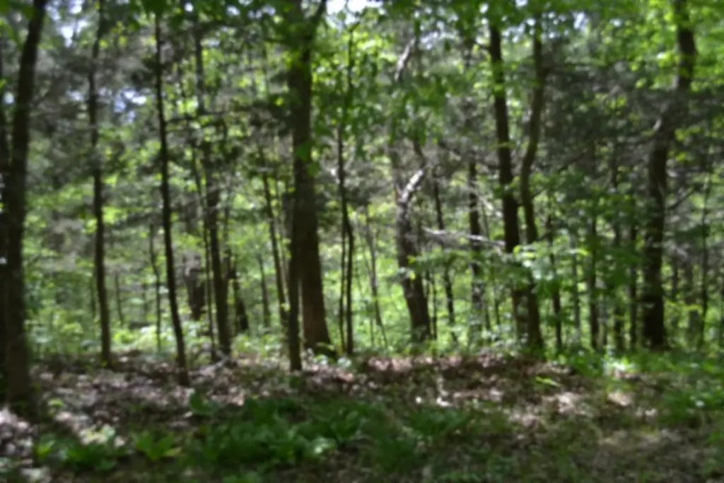 10.13AC Forest Trail Celina TN 38551