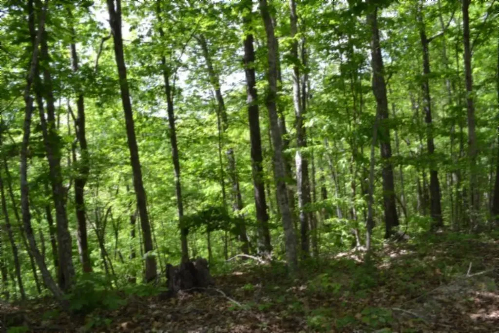 10.13AC Forest Trail Celina TN 38551