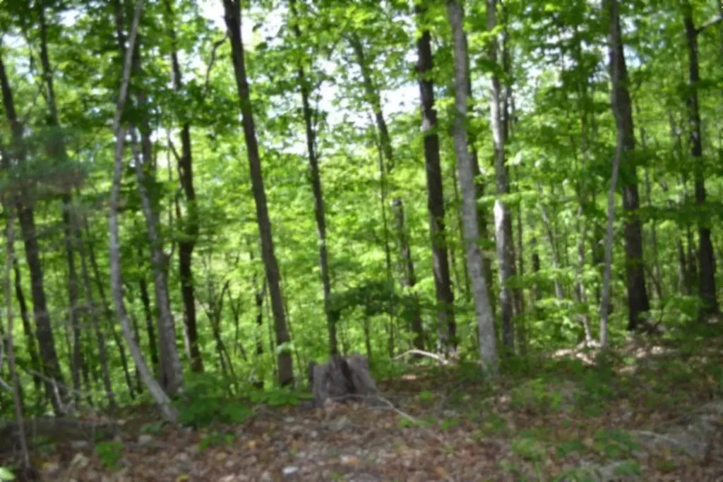 10.13AC Forest Trail Celina TN 38551
