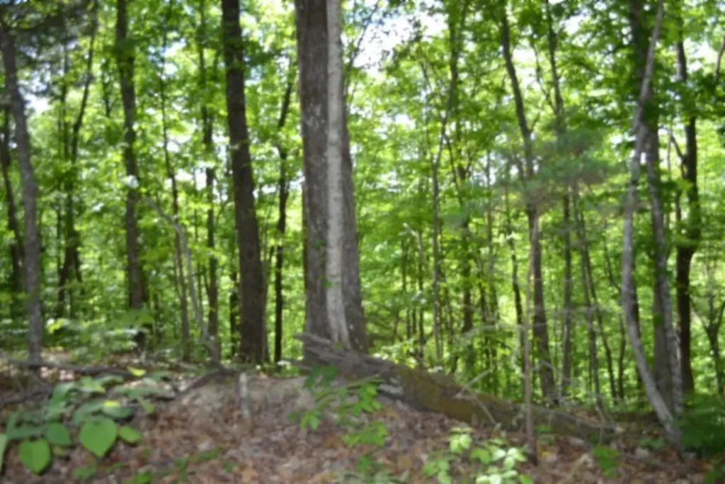 10.13AC Forest Trail Celina TN 38551