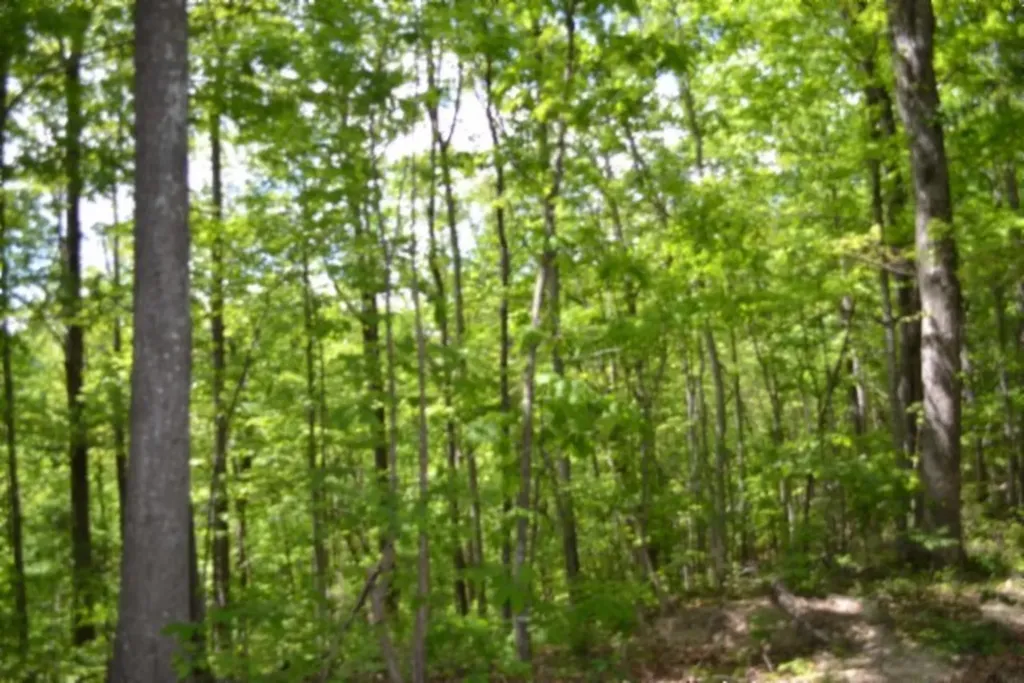 10.13AC Forest Trail Celina TN 38551