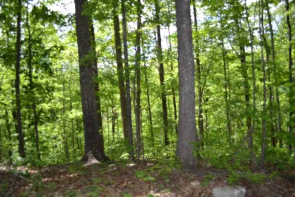 10.13AC Forest Trail Celina TN 38551
