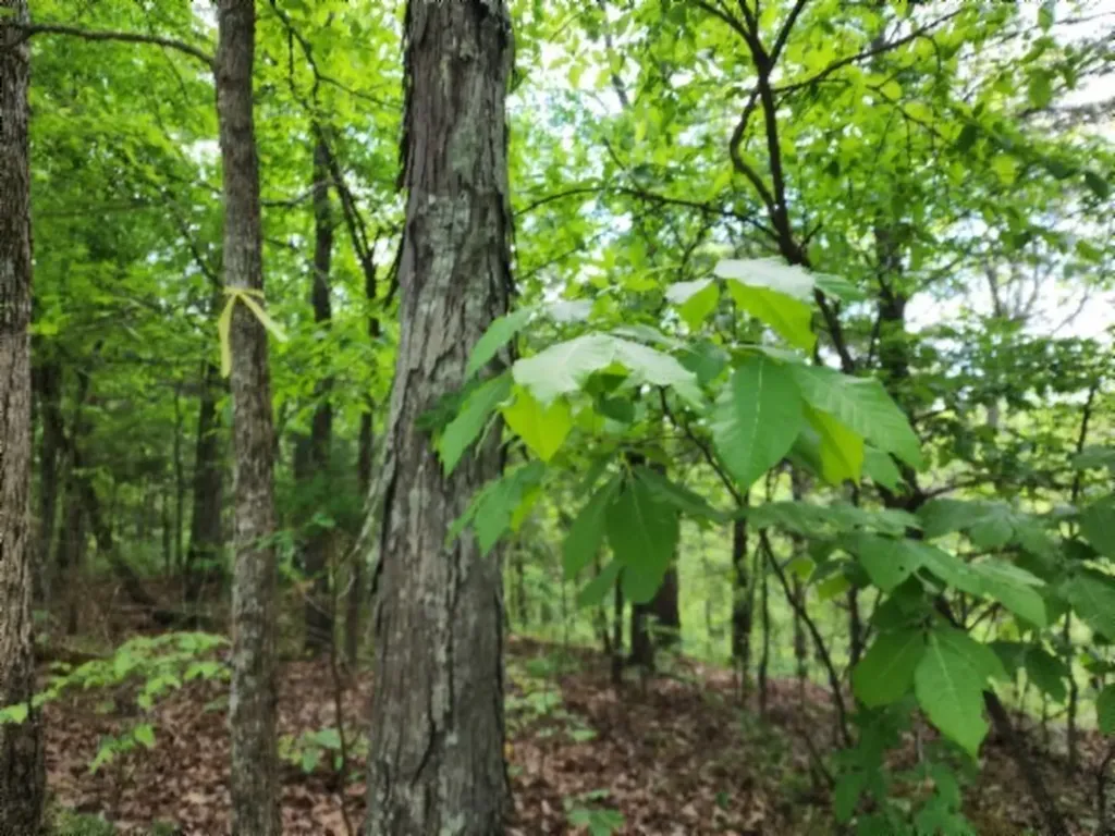 10.13AC Forest Trail Celina TN 38551