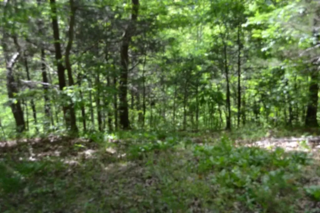 10.13AC Forest Trail Celina TN 38551