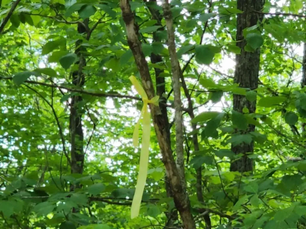 Lot 6 Forest Trails Lane Celina TN 38551