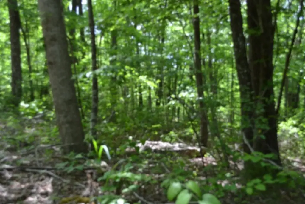 Lot 6 Forest Trails Lane Celina TN 38551