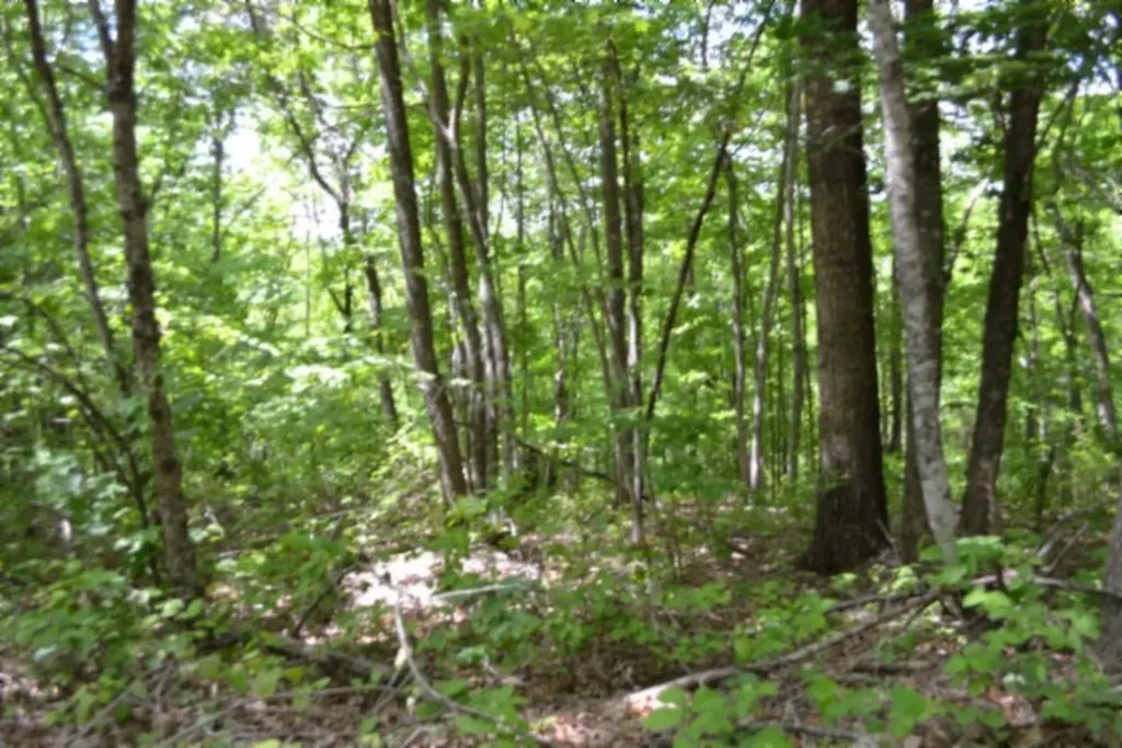 Lot 6 Forest Trails Lane Celina TN 38551