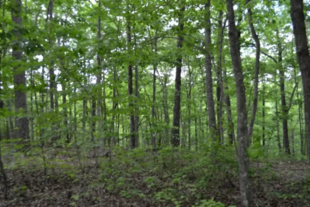 Lot 6 Forest Trails Lane Celina TN 38551