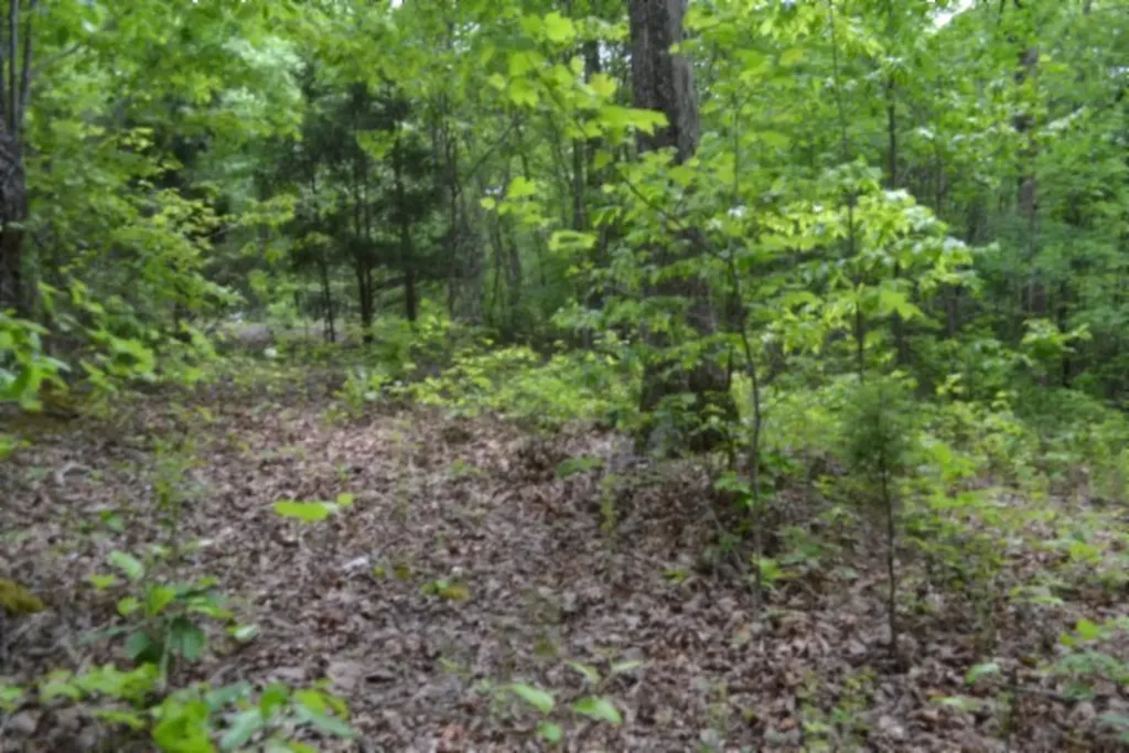 Lot 6 Forest Trails Lane Celina TN 38551