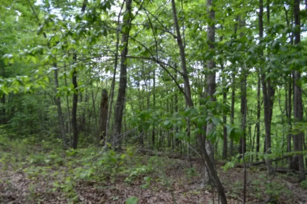 Lot 6 Forest Trails Lane Celina TN 38551