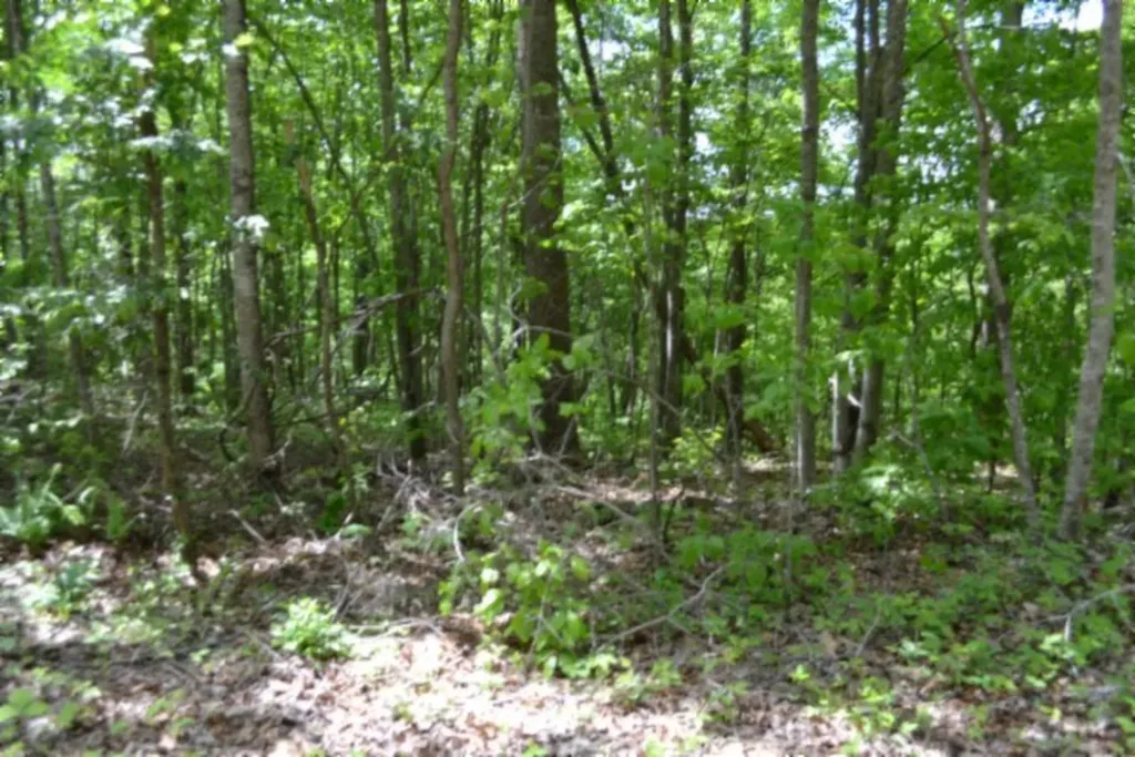 Lot 6 Forest Trails Lane Celina TN 38551