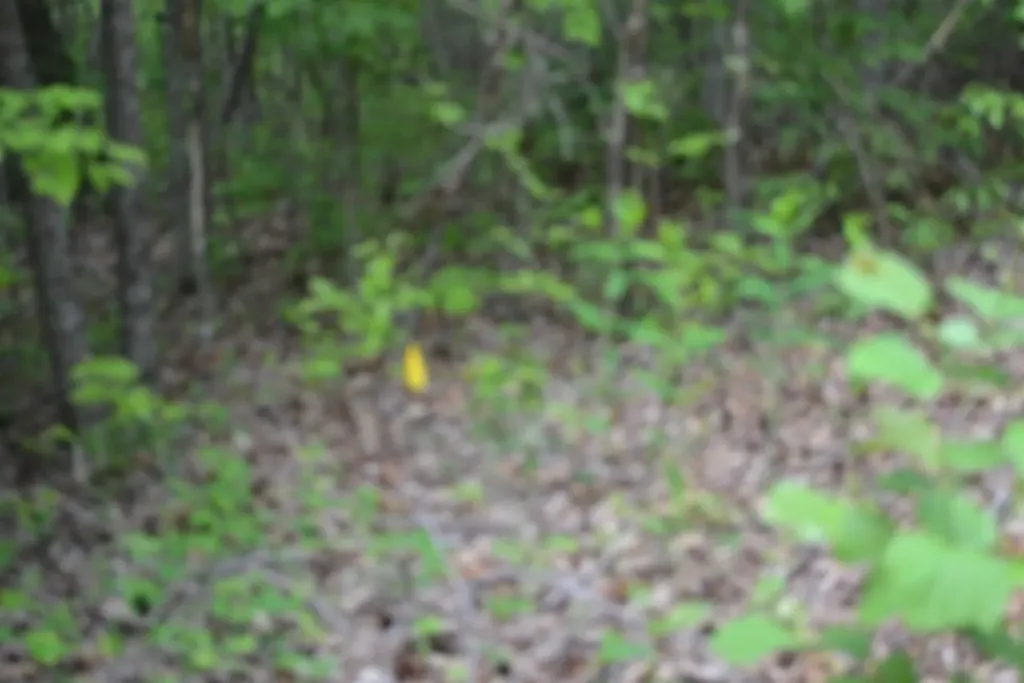 Lot 6 Forest Trails Lane Celina TN 38551