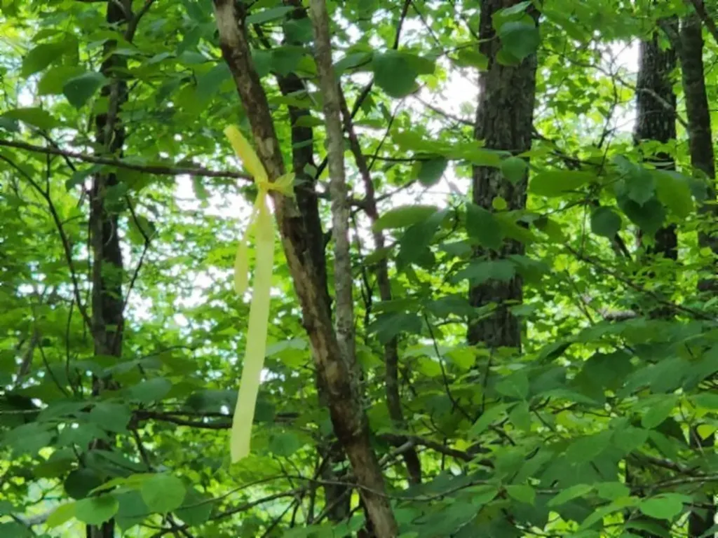 Lot 6 Forest Trails Lane Celina TN 38551