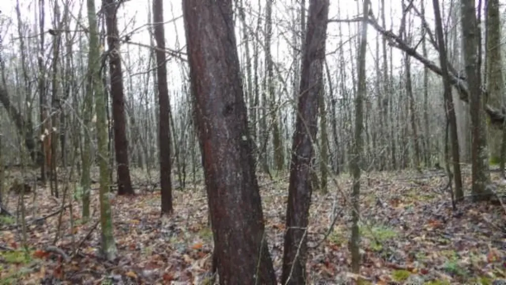 20.27AC Denton Road Moss TN 38575