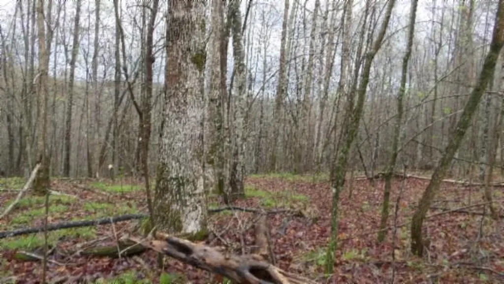 20.27AC Denton Road Moss TN 38575