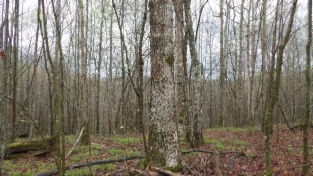 20.27AC Denton Road Moss TN 38575