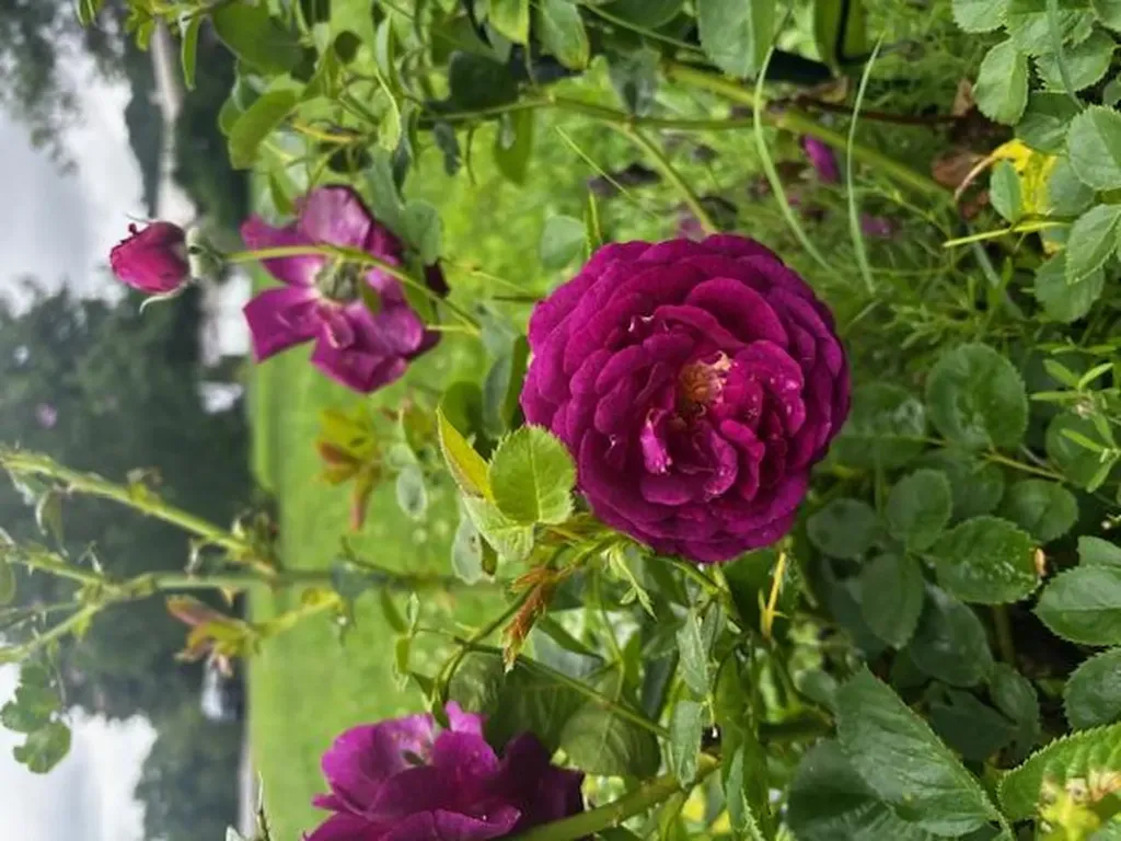 3547 Shannon Village Road Cookeville TN 38506