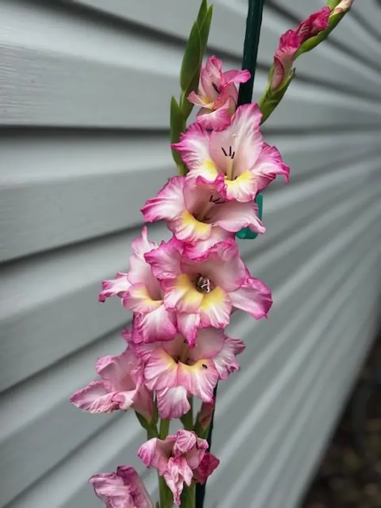 3547 Shannon Village Road Cookeville TN 38506