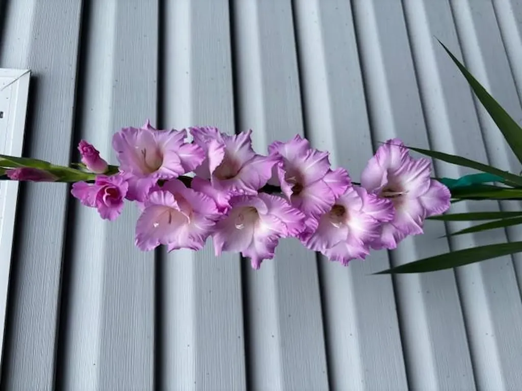 3547 Shannon Village Road Cookeville TN 38506