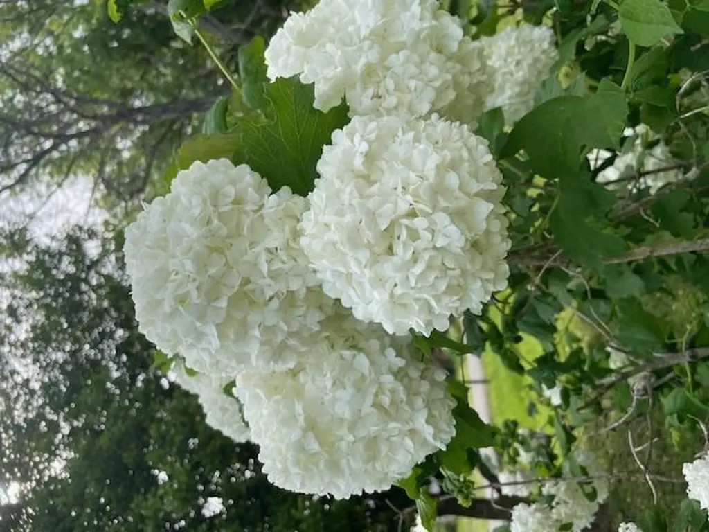 3547 Shannon Village Road Cookeville TN 38506