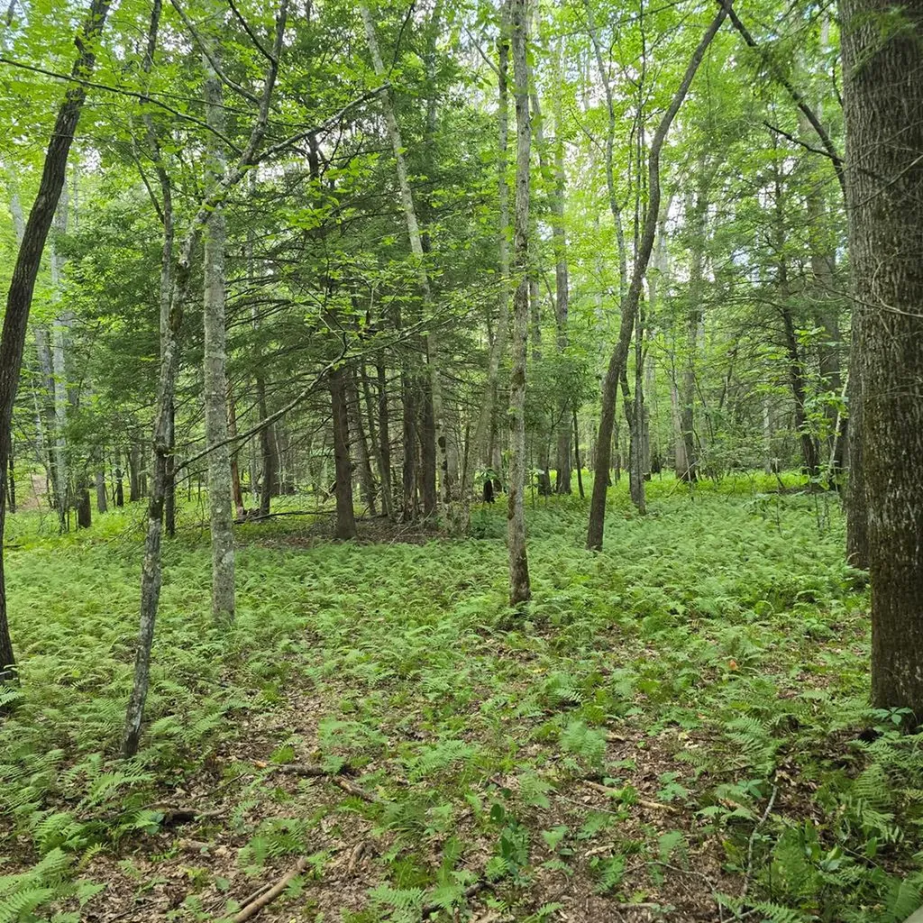 Tract 8 Boone Lane Sunbright TN 37872