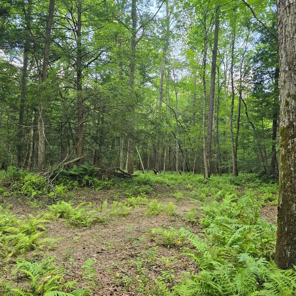 Tract 8 Boone Lane Sunbright TN 37872
